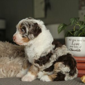 bernedoodle puppy