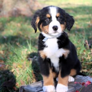 bernese mountain dog adoption