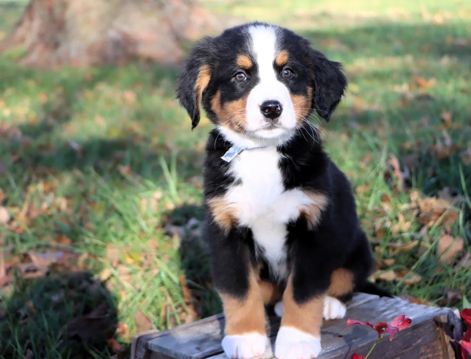 bernese mountain dog adoption