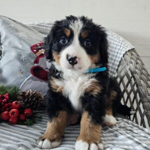 golden mountain doodle