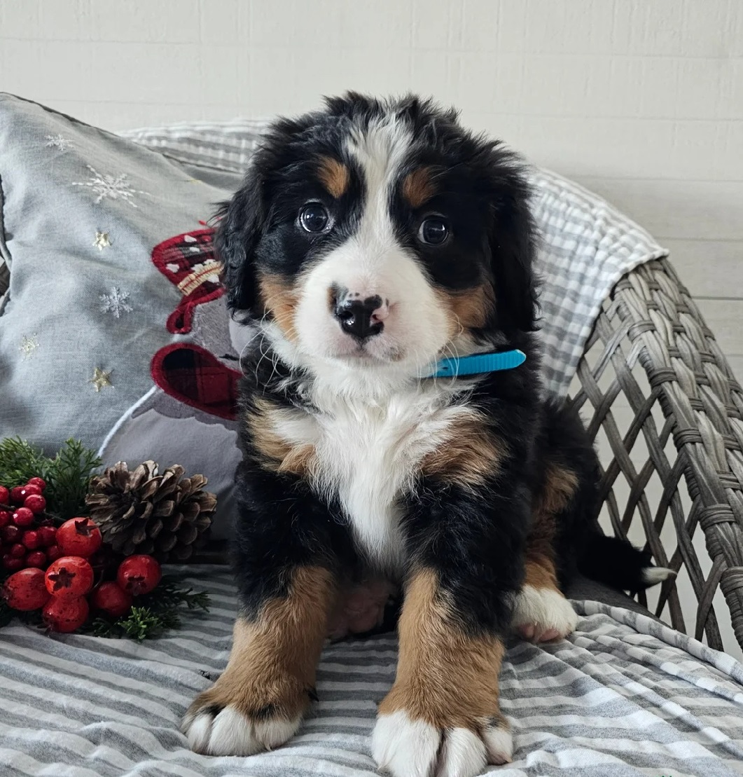 golden mountain doodle