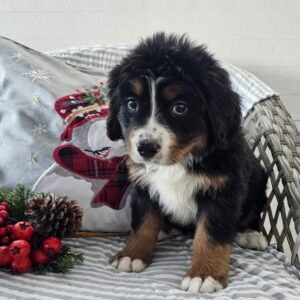 bernese mountain dog near me