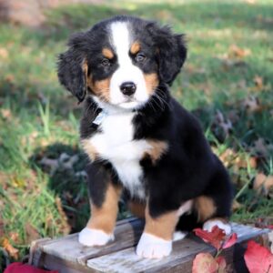 bernese mountain dog price