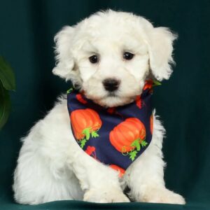 bichon frise price
