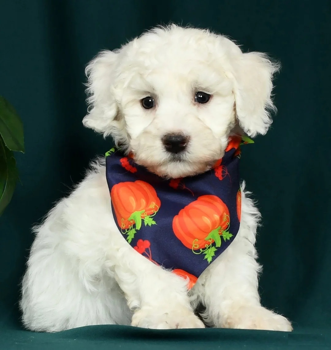 bichon frise price