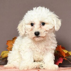 bichon frise puppies for sale near me