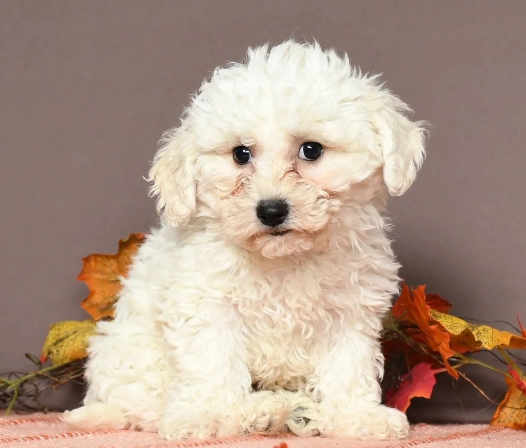 bichon frise puppies for sale near me