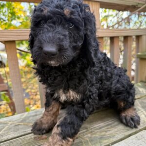 black golden doodle