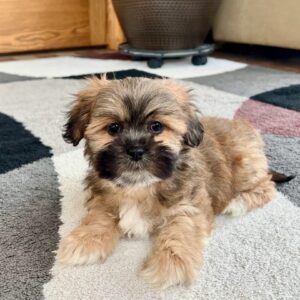 breeding lhasa apso