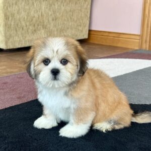 breeding lhasa apso