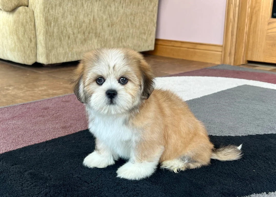 breeding lhasa apso