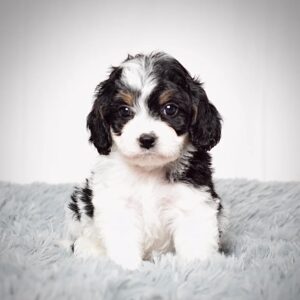 cavapoo breeders near me