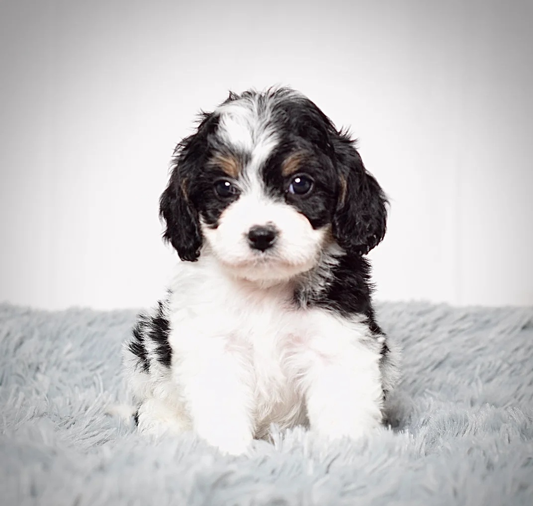 cavapoo breeders near me