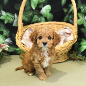 Suki – Female Cavapoo Puppy | Cavapoo for Sale