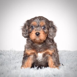 cavapoo for sale near me
