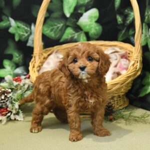 cavapoo puppies for sale