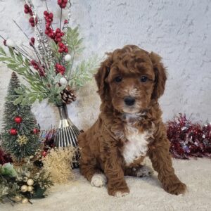 golden doodle puppy