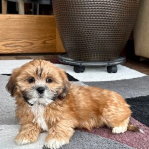 lhasa apso puppies for sale