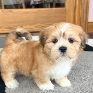 lhasa apso puppies for sale