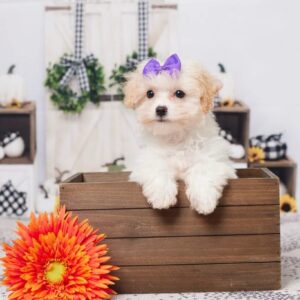 maltese poodle