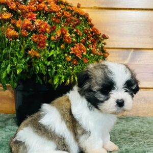 maltese shih tzu