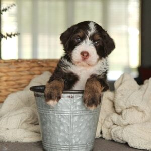 mini bernedoodle for sale