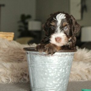 mini bernedoodle puppies