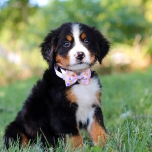 mini bernese mountain dog
