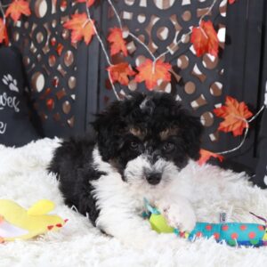 Ace – Purebred Male Toy Poodle Puppy | Toy Poodles For Sale