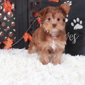 Meet Luna – Adorable Female Toy Poodle Puppy | Toy Poodle Puppies Auburn WA