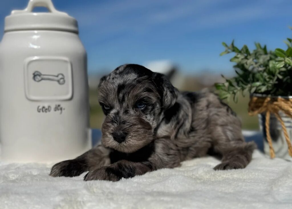 Merle mini schnauzer breeder puppy with blue merle coat and fluffy fur