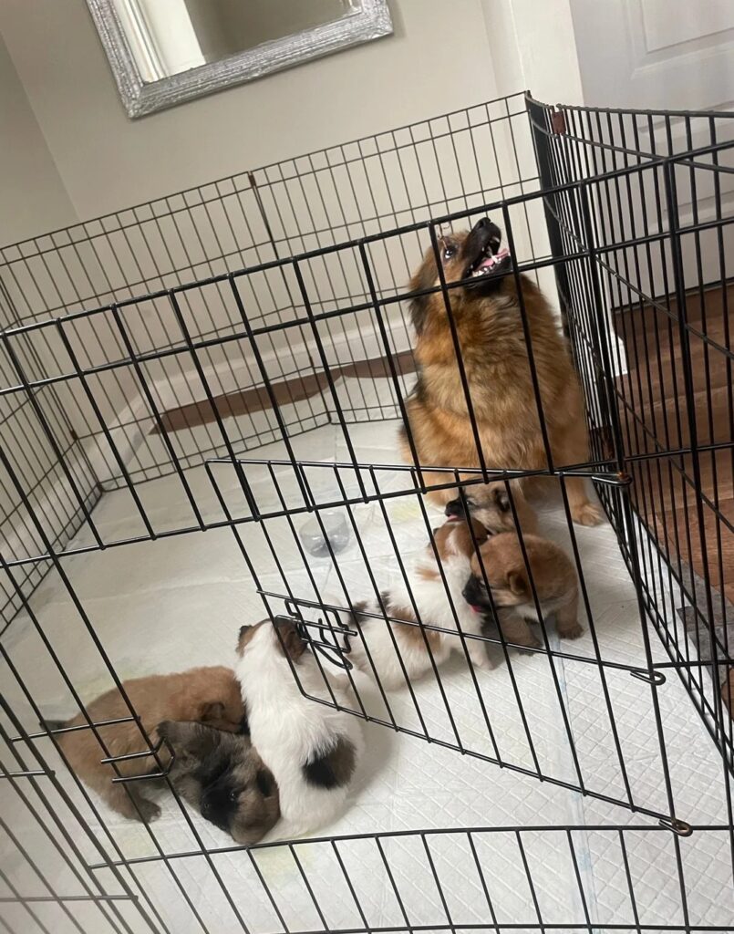 Mini Australian Shepherd Puppies for Sale in the USA