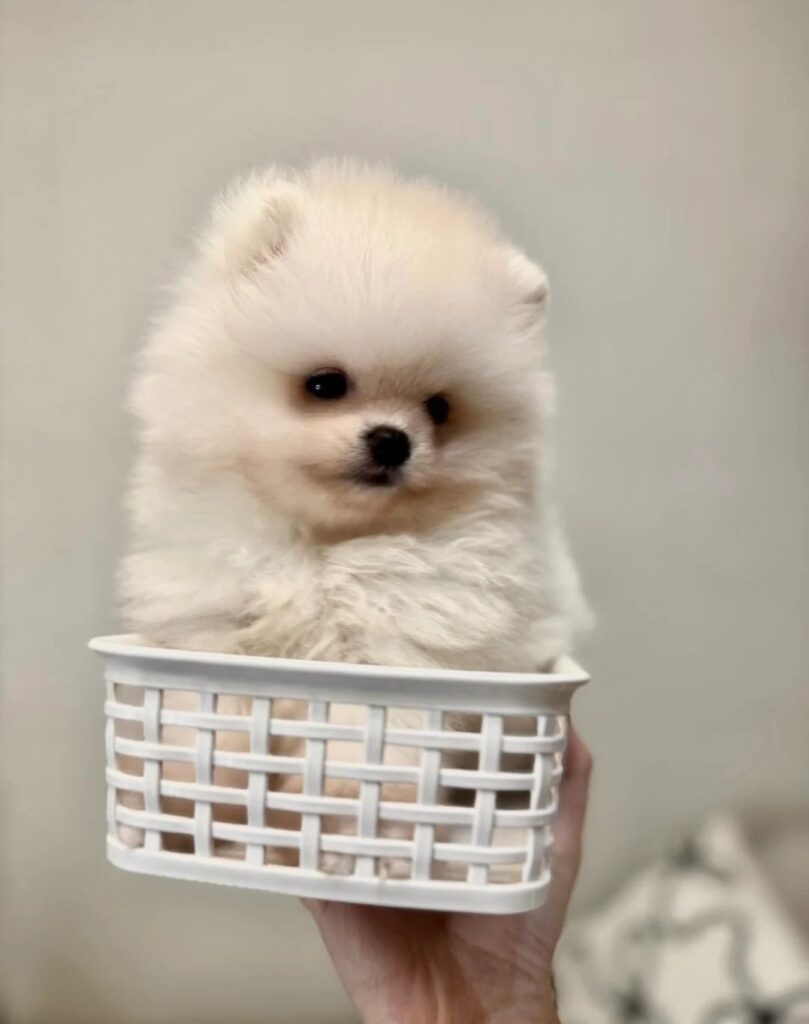 Healthy teacup Pomeranian puppy available in USA