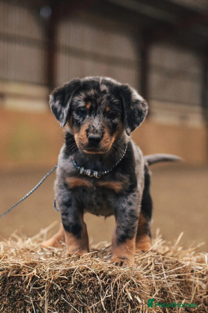 Healthy Beauceron Puppies for Sale – Family Raised Puppies